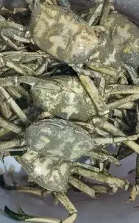 طعمه مخصوص ماهیگیری ( کرنجال)