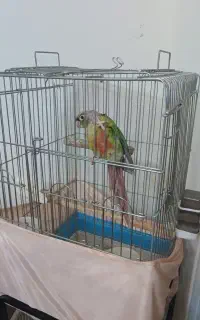 طوطی گیرینچیک