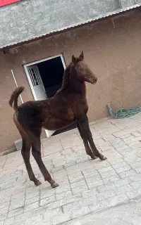 کره نریان نوه سهیل