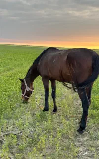 اسب نریان دوخون خوش اقبال قهرمان