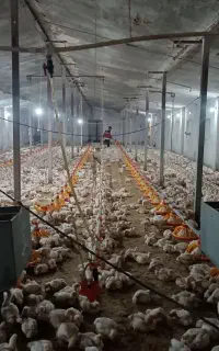 کارگر وارد به پرورش مرغ گوشتی