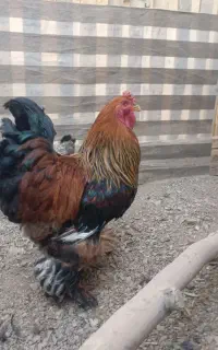 خروس برهما