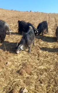 ۴۵ راس بز بختیاری
