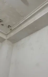 نقاشی ورنگ آمیزی ساختمان، ترمیم ولکه گیری گچ دیوار