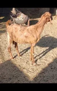 بز دروگ پاکستانی فی 15ملیون و 500