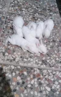 خرگوش سفید کوچک