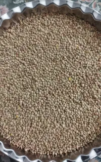 عدس دیمی امسال به شرط پخت
