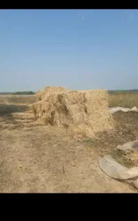 سرچین (کاه) خشک و بسته بندی شده