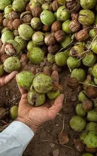 خرید گردو با پوست ،بی پوست ،همه جوره،