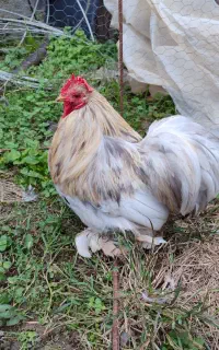 خروس کوشین بالغ