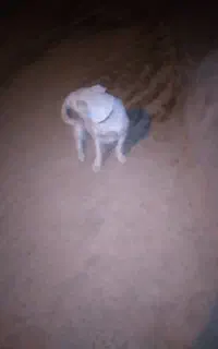 سگ پاکوتاه
