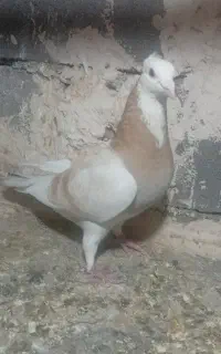 ابلغ زرد فروشی