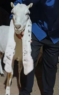 بز پاکستانی