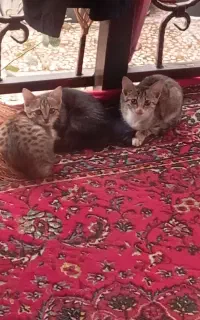 واگذاری گربه ها ی دست آموز
