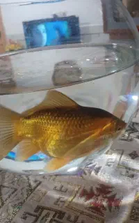 ماهی قرمز مولد