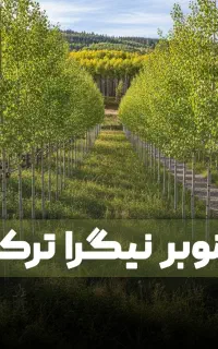 نهال صنوبر تبریزی نیگرای ترکیه با بهترین کیفیت