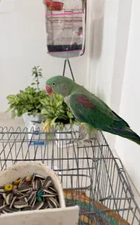 شاه طوطی سخنگو