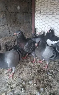 فروش تعدادی  جوجه کفتر پلاکی زاجر ورنگی