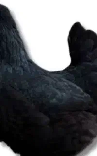 مرغ