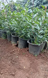 فتونیا فوتونیا یاس شمشاد پالم ژینکو