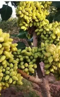 نهال پسته اکبری وزیتون کنسروالیا ونهال گردو و..