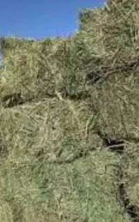 یونجه