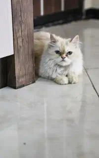 گربه پرشین اسکاتیش