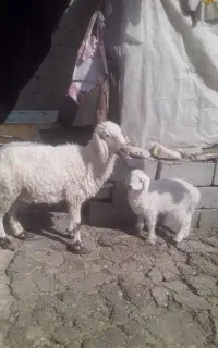 گوسفندبره