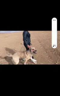 سگ پژدر اصیل