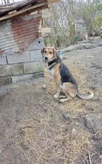 سگ گله همه نوع شکار بلده حرفه ای