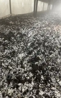 کمپوست قارچ برای کود