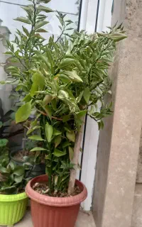 گل تزیینی