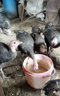 بوقلمون