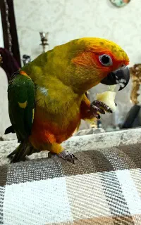 خورشیدی فول دستی