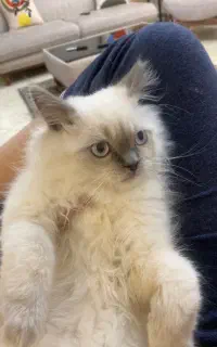 گربه رگدال پرشین نر ۴ ماهه