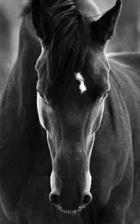 ویزیت درمحل اسب