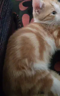 بچه گربه خونگی DSH