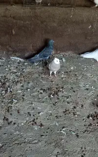 کبوتر