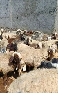 میش
