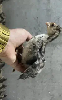 جوجه بوقلمون