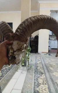 شاخ