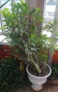 گل اپارتمانی
