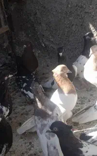 ۲۰عددکله ای پرش بازی دار