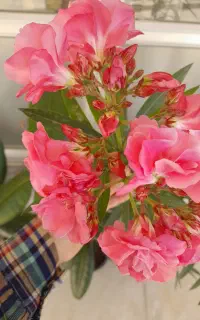 گل فیکوس سودی