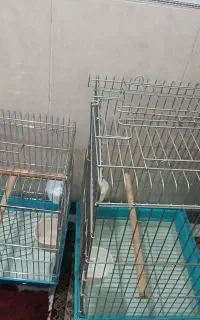 قفس پرنده