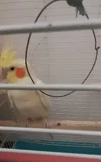 فروش عروس هلندی ماده