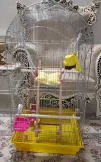 قفس