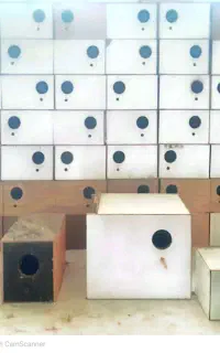 تولیدی انواع لونه پرندگان