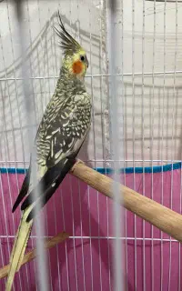 عروس هلندی الماسی