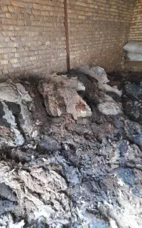 پشم گوسفند رایگان هر کسی خواست ما در خدمتش هستیم